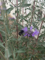 Xylocopa tabaniformis orpifex