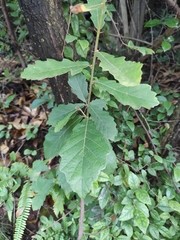 Quercus fabri