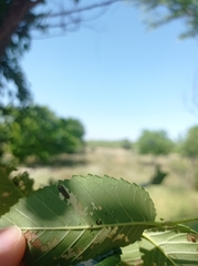 Xanthogaleruca luteola