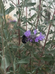 Xylocopa tabaniformis orpifex