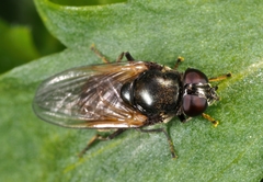 Cheilosia albitarsis