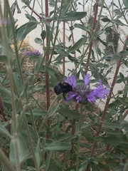 Xylocopa tabaniformis orpifex