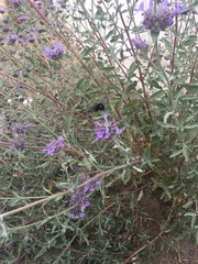 Xylocopa tabaniformis orpifex