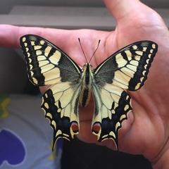 Papilio machaon