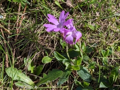 Primula integrifolia