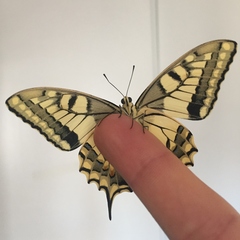 Papilio machaon