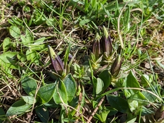 Gentianeae
