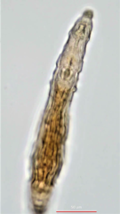 Habrotrocha collaris