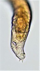 Habrotrocha collaris