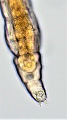 Habrotrocha collaris