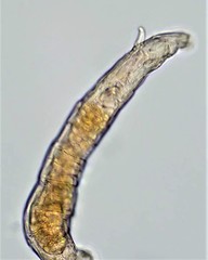 Habrotrocha collaris