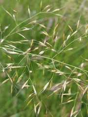 Trisetum flavescens