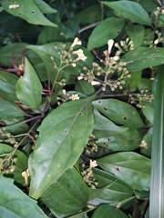 Premna microphylla
