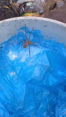 Araneae