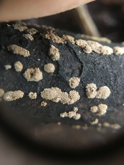Cyphellopsis anomala image