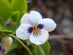Viola cuneata