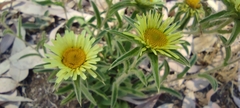 Pallenis spinosa