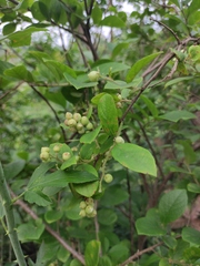 Symplocos paniculata