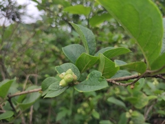 Symplocos paniculata
