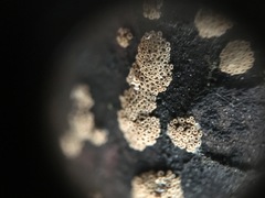 Cyphellopsis anomala image