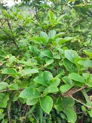 Symplocos paniculata