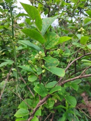 Symplocos paniculata