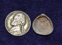 Laevicardium mortoni