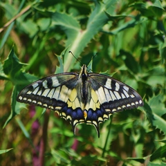 Papilio machaon