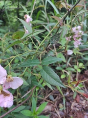 Rosa chinensis