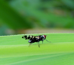 Ceroxys urticae