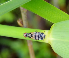 Ceroxys urticae