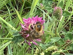 Bombus pascuorum