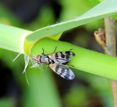 Ceroxys urticae