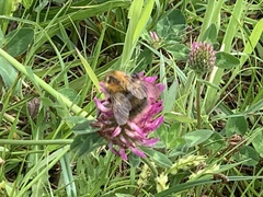 Bombus pascuorum