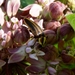Photuris pensylvanica - Photo (c) Dendroica cerulea, algunos derechos reservados (CC BY)