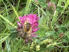 Bombus pascuorum
