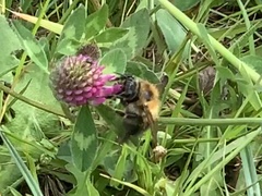 Bombus pascuorum