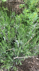 Lavandula angustifolia