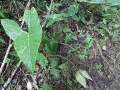 Alocasia longiloba