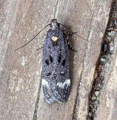 Chionodes sabinianae