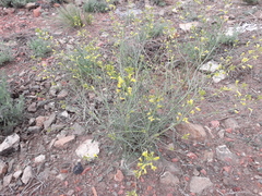 Sisymbrium polymorphum