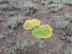 Rheum tataricum