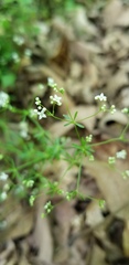 Galium concinnum