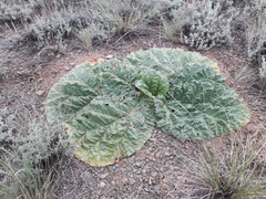 Rheum tataricum
