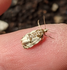 Henricus fuscodorsana