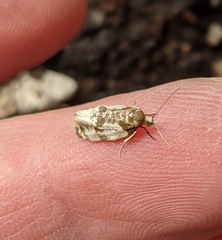 Henricus fuscodorsana