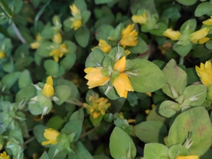 Lysimachia congestiflora