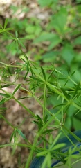Galium concinnum
