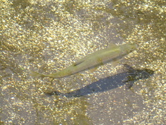 Pseudochondrostoma polylepis