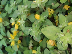 Lysimachia congestiflora